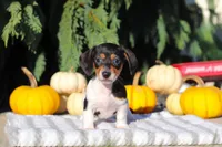Holly, a female Dachshund for sale in Millersburg, OH – 8 of 10
