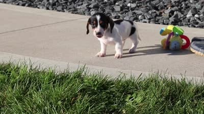 Bailey, a female Dachshund for sale in Millersburg, OH – 10 of 10