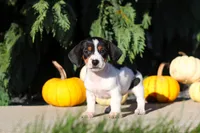 Bailey, a female Dachshund for sale in Millersburg, OH – 3 of 10