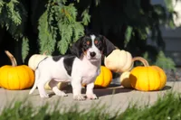 Bailey, a female Dachshund for sale in Millersburg, OH – 6 of 10