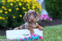 Precious, a female Miniature Dachshund for sale in Millersburg, OH – 8 of 10