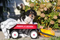 Lucy, a female Dachshund for sale in Millersburg, OH – 7 of 8