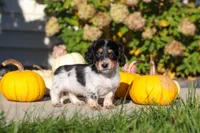 Lily, a female Dachshund for sale in Millersburg, OH – 6 of 8