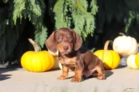 Mudge, a male Dachshund for sale in Millersburg, OH – 5 of 9