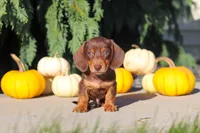Mudge, a male Dachshund for sale in Millersburg, OH – 6 of 9