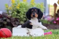 Hudson, a male Miniature Dachshund for sale in Millersburg, OH – 3 of 7