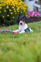 Hunter, a male Miniature Dachshund for sale in Millersburg, OH – 3 of 7