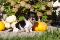 Lucy, a female Dachshund for sale in Millersburg, OH – 4 of 8