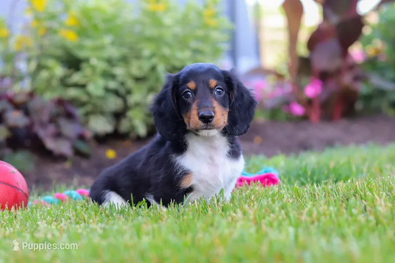 Hudson – Miniature Dachshund puppy for sale in Millersburg, OH