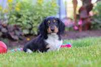 Hudson, a male Miniature Dachshund for sale in Millersburg, OH – 1 of 7