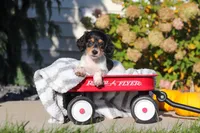 Lucy, a female Dachshund for sale in Millersburg, OH – 3 of 8