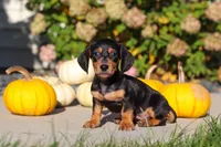 Precious, a female Dachshund for sale in Millersburg, OH – 3 of 10
