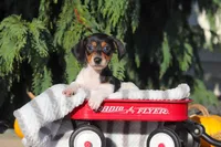 Holly, a female Dachshund for sale in Millersburg, OH – 2 of 10