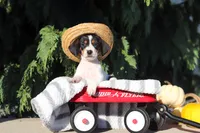 Bailey, a female Dachshund for sale in Millersburg, OH – 1 of 10