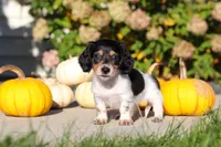 Lucy, a female Dachshund for sale in Millersburg, OH – 6 of 8
