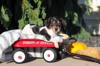 Holly, a female Dachshund for sale in Millersburg, OH – 9 of 10