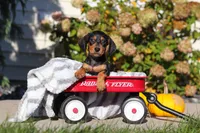 Precious, a female Dachshund for sale in Millersburg, OH – 9 of 10