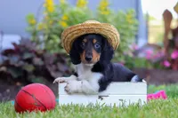 Hudson, a male Miniature Dachshund for sale in Millersburg, OH – 4 of 7