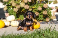 Precious, a female Dachshund for sale in Millersburg, OH – 5 of 10