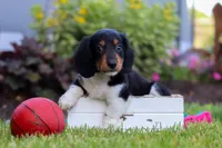 Hudson, a male Miniature Dachshund for sale in Millersburg, OH – 6 of 7