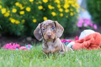 Precious, a female Miniature Dachshund for sale in Millersburg, OH – 4 of 10