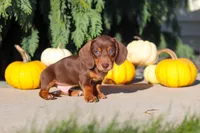 Mudge, a male Dachshund for sale in Millersburg, OH – 8 of 9