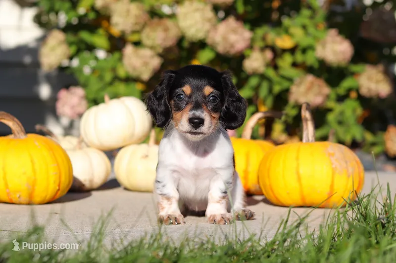 Lucy – Dachshund puppy for sale in Millersburg, OH