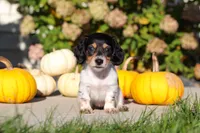 Lucy, a female Dachshund for sale in Millersburg, OH – 1 of 8