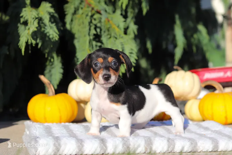 Holly – Dachshund puppy for sale in Millersburg, OH