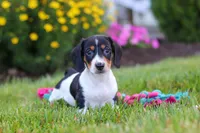 Hunter, a male Miniature Dachshund for sale in Millersburg, OH – 5 of 7