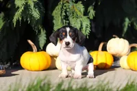 Bailey, a female Dachshund for sale in Millersburg, OH – 4 of 10