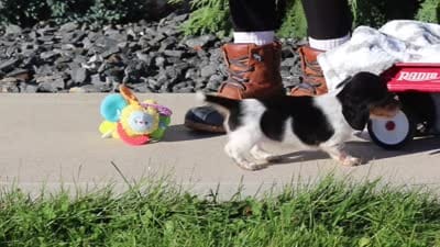 Lucy, a female Dachshund for sale in Millersburg, OH – 8 of 8