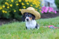 Hunter, a male Miniature Dachshund for sale in Millersburg, OH – 4 of 7