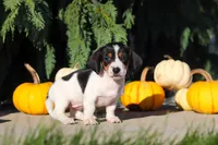 Bailey, a female Dachshund for sale in Millersburg, OH – 2 of 10