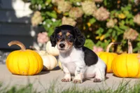 Lucy, a female Dachshund for sale in Millersburg, OH – 5 of 8