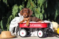 Mudge, a male Dachshund for sale in Millersburg, OH – 3 of 9