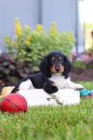 Hudson, a male Miniature Dachshund for sale in Millersburg, OH – 2 of 7