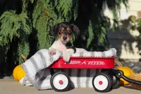 Holly, a female Dachshund for sale in Millersburg, OH – 7 of 10