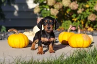 Precious, a female Dachshund for sale in Millersburg, OH – 6 of 10