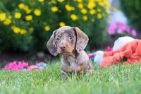 Precious, a female Miniature Dachshund for sale in Millersburg, OH – 9 of 10