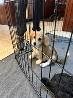 Trouble, a male Poodle - Toy  and Chiweenie for sale in Pleasant Hill, CA – Photo 3 of 6