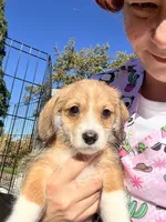 Trouble, a male Poodle - Toy  and Chiweenie for sale in Pleasant Hill, CA – Photo 4 of 6