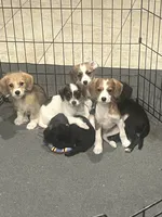 Trouble, a male Poodle - Toy  and Chiweenie for sale in Pleasant Hill, CA – Photo 1 of 6