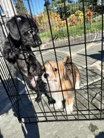 Trouble, a male Poodle - Toy  and Chiweenie for sale in Pleasant Hill, CA – Photo 5 of 6