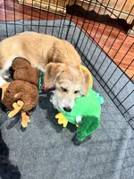 Trouble, a male Poodle - Toy  and Chiweenie for sale in Pleasant Hill, CA – Photo 2 of 3