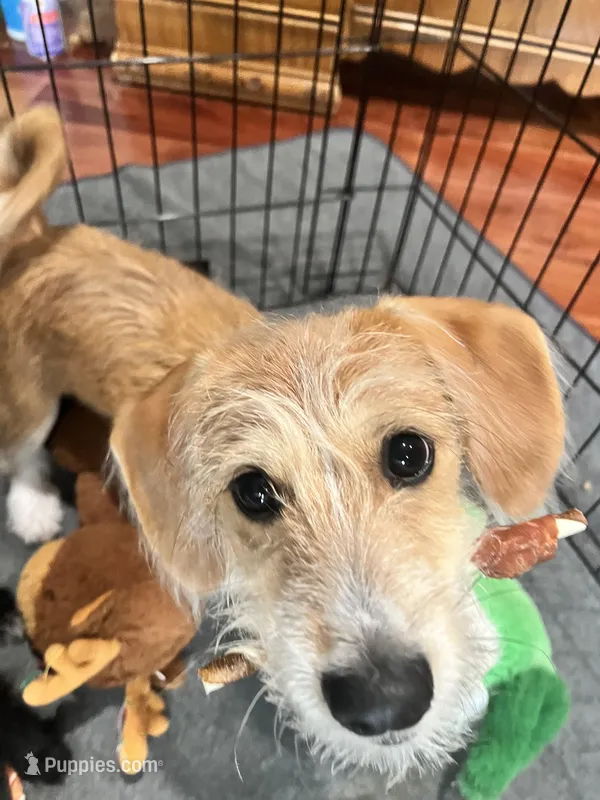 Trouble, a male Poodle - Toy  and Chiweenie for sale in Pleasant Hill, CA – Photo 1 of 3