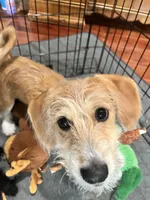 Trouble, a male Poodle - Toy  and Chiweenie for sale in Pleasant Hill, CA – Photo 1 of 3