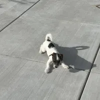 Moe, a male Poodle - Toy  and Chiweenie for sale in Pleasant Hill, CA – Photo 5 of 7