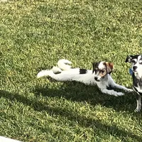 Moe, a male Poodle - Toy  and Chiweenie for sale in Pleasant Hill, CA – Photo 7 of 7