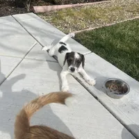 Moe, a male Poodle - Toy  and Chiweenie for sale in Pleasant Hill, CA – Photo 6 of 7
